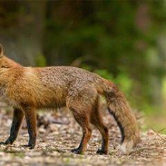 Кухонный фартук Фауна 005 МДФ матовый (3000) Fauna в Коротчаево - korotchaevo.mebel24.online | фото