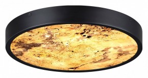 Накладной светильник Odeon Light Bergi 5064/24L в Коротчаево - korotchaevo.mebel24.online | фото 5
